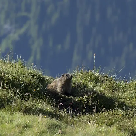 Berghaus Obergmeind *